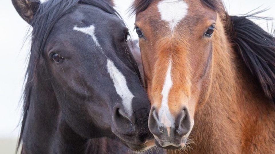 127554943_1703372293174643_7671943167024127096_o