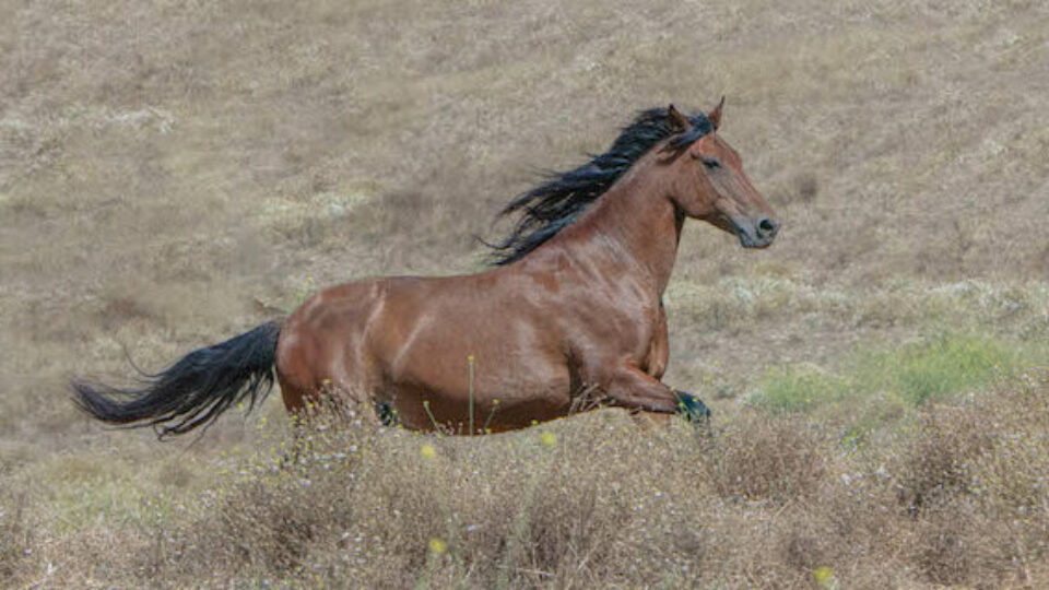 2019JulyHorsepdennis-3538-Edit copy