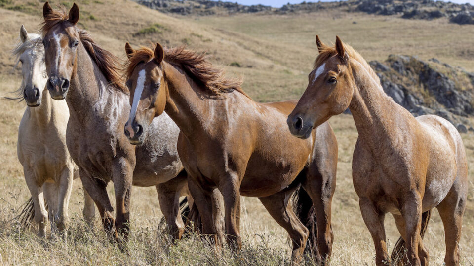 Return to Freedom Wild Horse Sanctuary