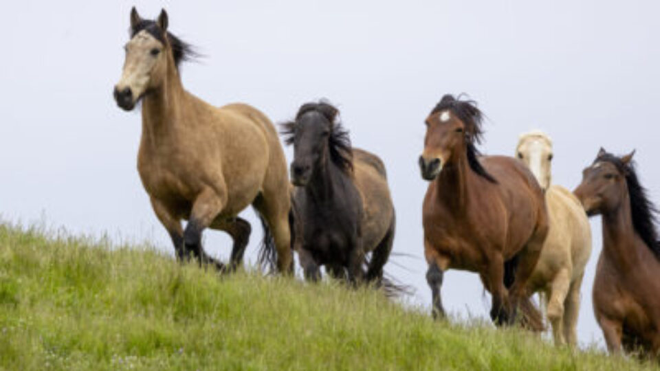 copyright 2024 Photo by Lori Sortino