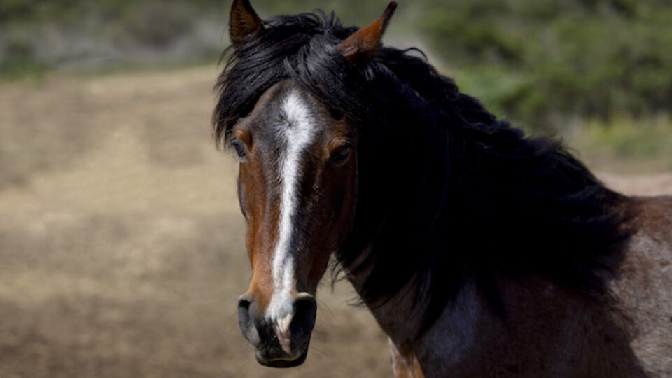 Return to Freedom Wild Horse Sanctuary