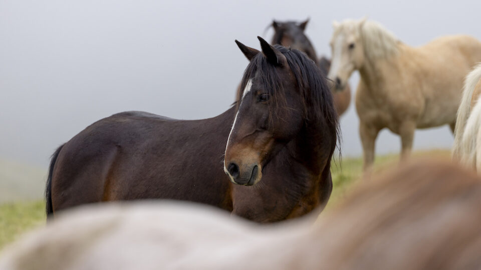 Return to Freedom Wild Horse Sanctuary