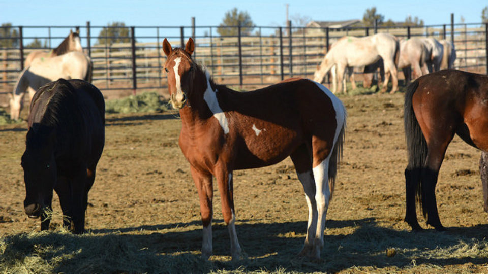 30426931817_f918fb2617_z