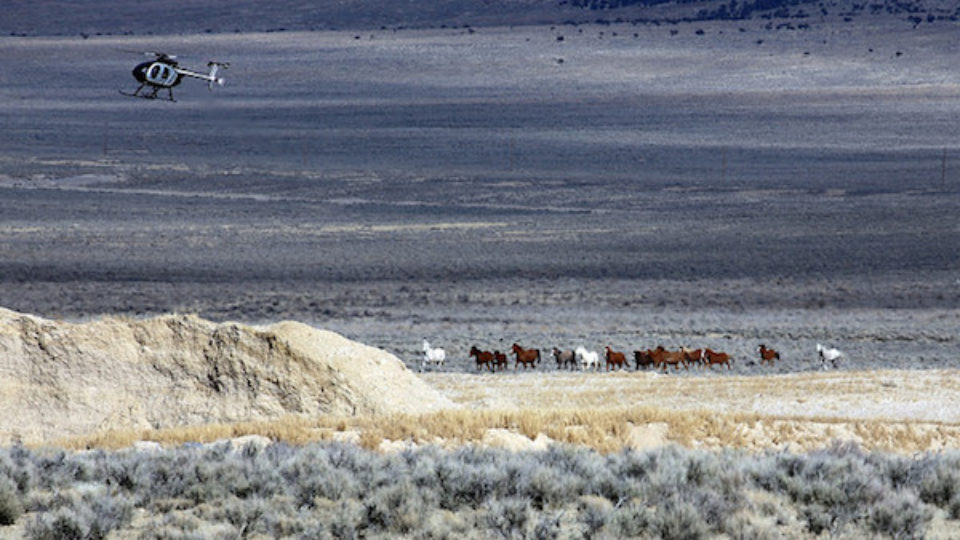 40001075912_256f43d4c4_z