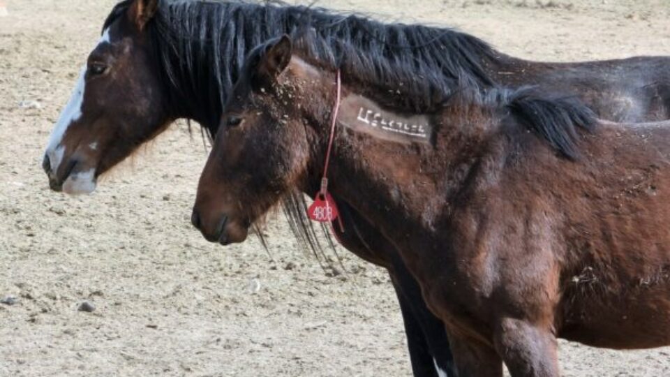 5-sticking together in BLM corral