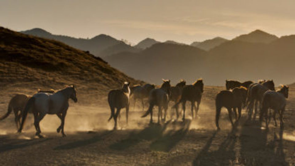 8 ‘Into the Sunset’ by Bari Lee copy