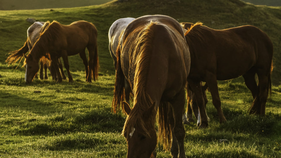 AdamJonesSLOstorecover