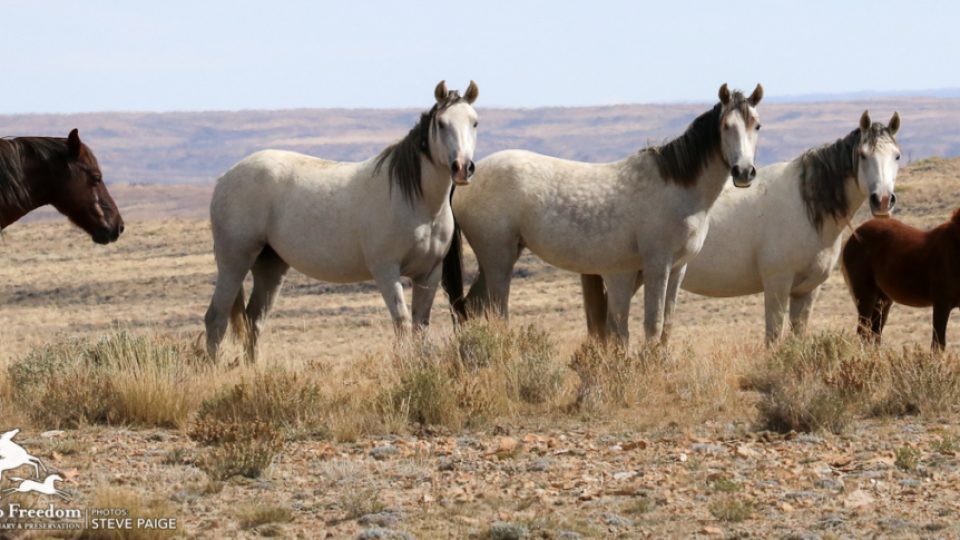 Adobe-Town-2813-1024×485