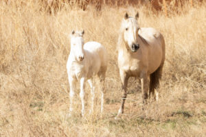 Angel, Red Desert Mare, Misun’s band