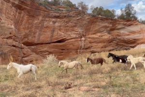 Angel, Red Desert Mare, Misun’s band
