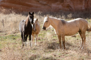 Angel, Red Desert Mare, Misun’s band