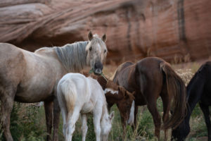 Angel, Red Desert Mare, Misun’s band