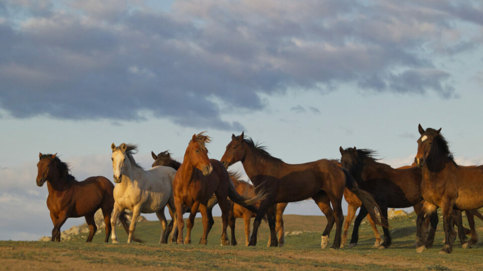 Bari Lee 1 ‘Blowing Manes’