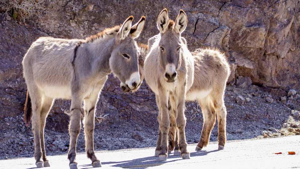Burro rope 1