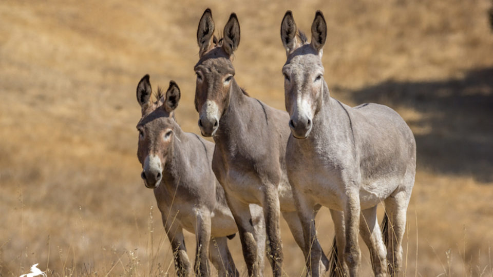 Burros SLO -Kaitlynn Toay’s July 2018 copy