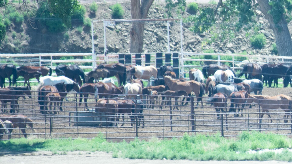 Canon City holding meg