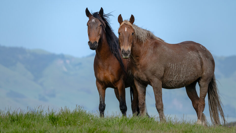 Cathy Wallace – 20240423_1653_CathyWallace_00001