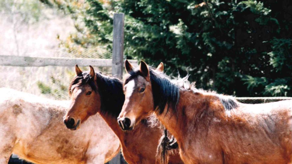 Cayuse arrival 12-27-98