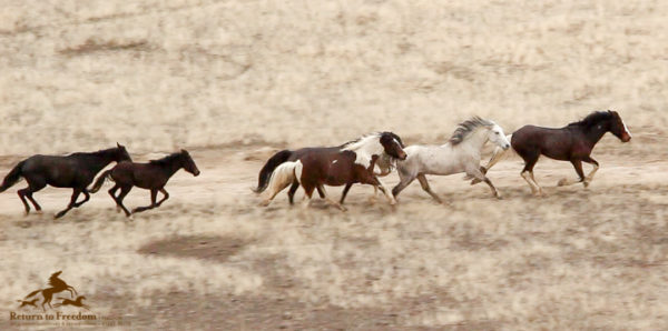The American Wild Horse Wipeout