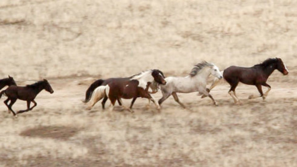 Cedar Mountain Horse Roundup