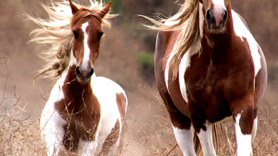 CharlotteFryerMiaandRaya