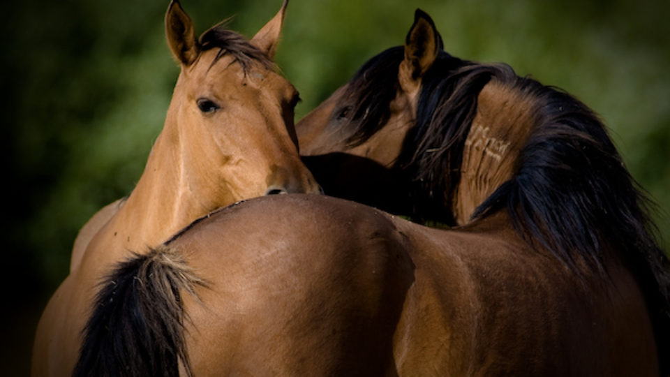 Chief & Ruby- TT286-55 copy