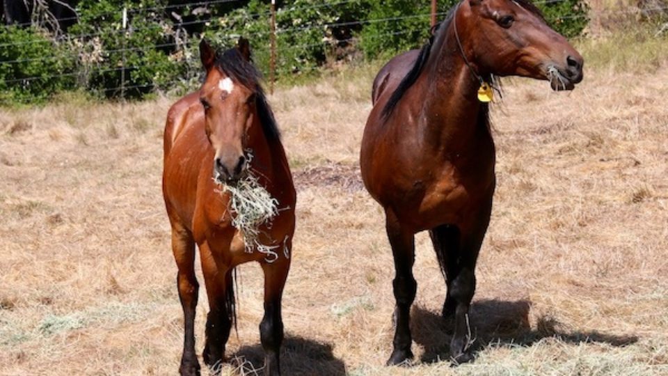 DG geldings at SLO