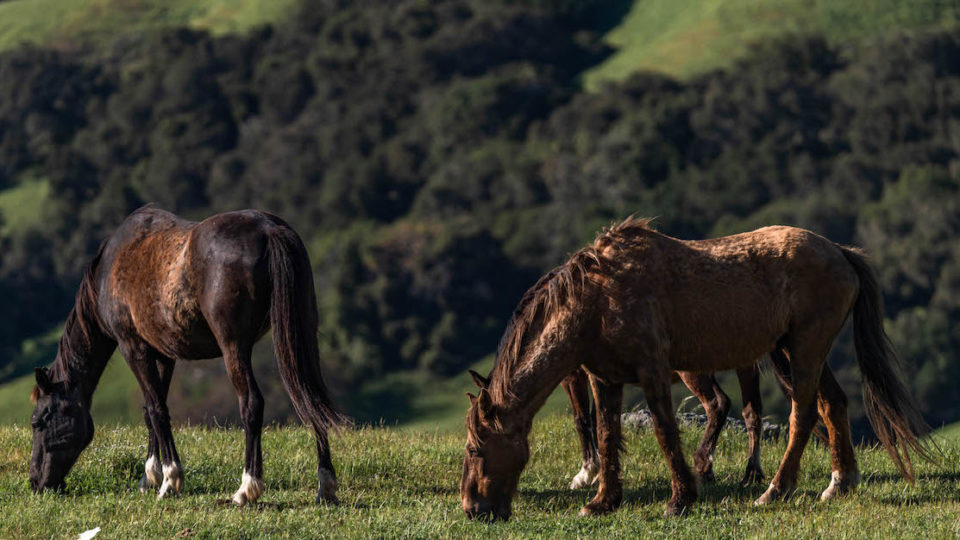 DHofstetter_20200425_222