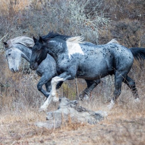 Ares, Red Desert Stallion
