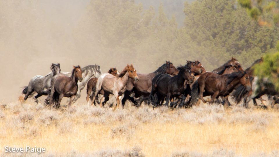 Devils-Garden-8563-1024×563