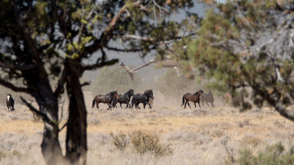 Devils Garden-8854 web