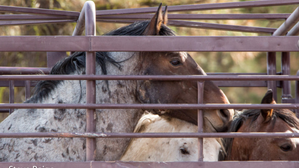 Devils-Garden-9061-1024×645