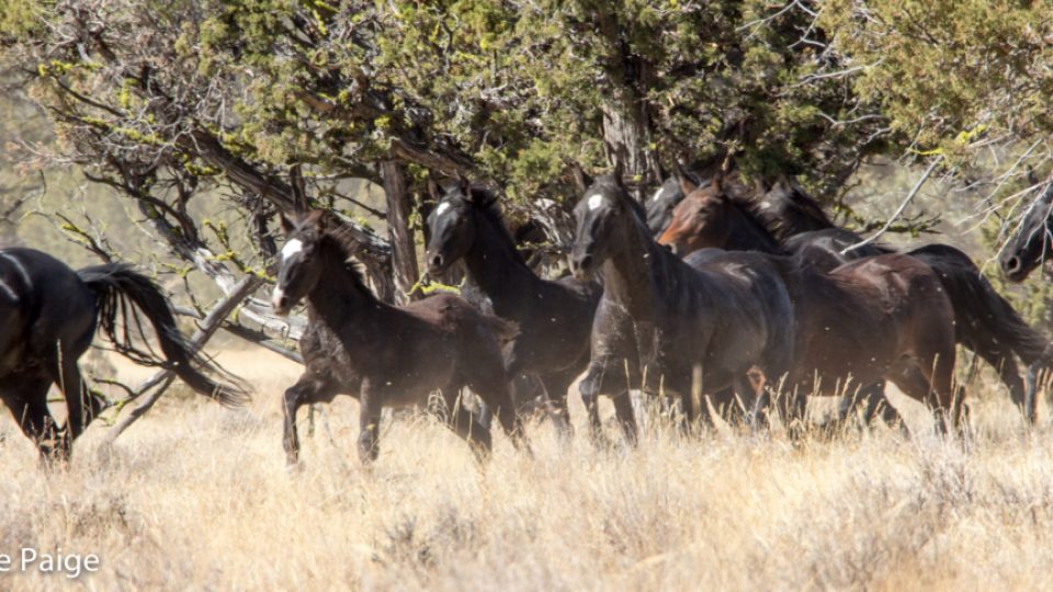 Devils-Garden-9127-1024×486