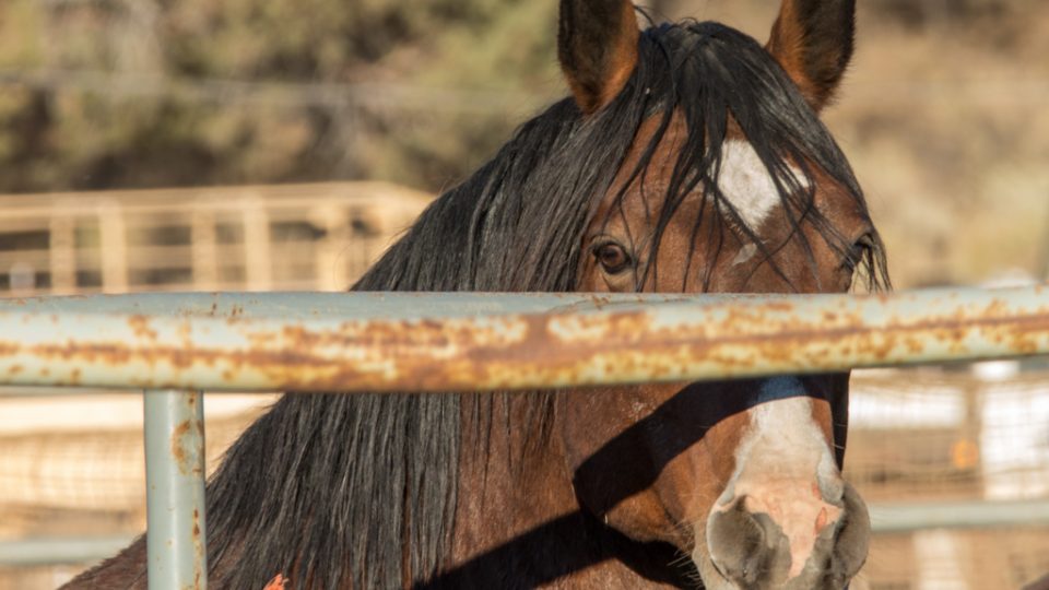 Devils-Garden-9300-1024×726