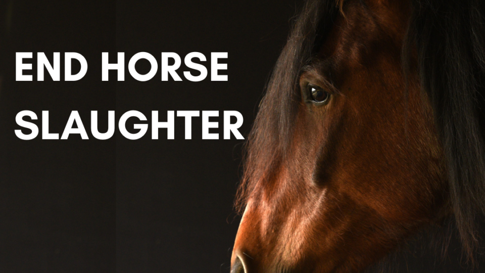 END HORSE SLAUGHTER