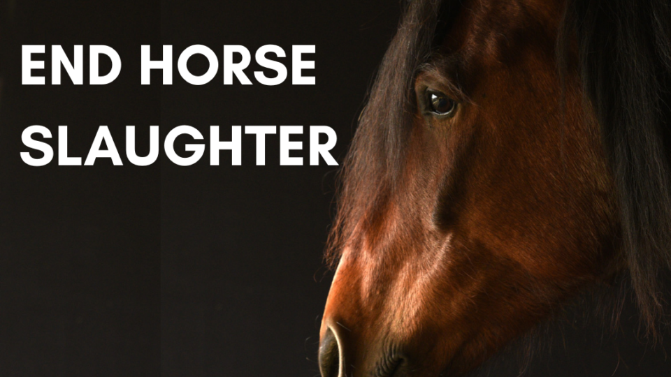 END HORSE SLAUGHTER