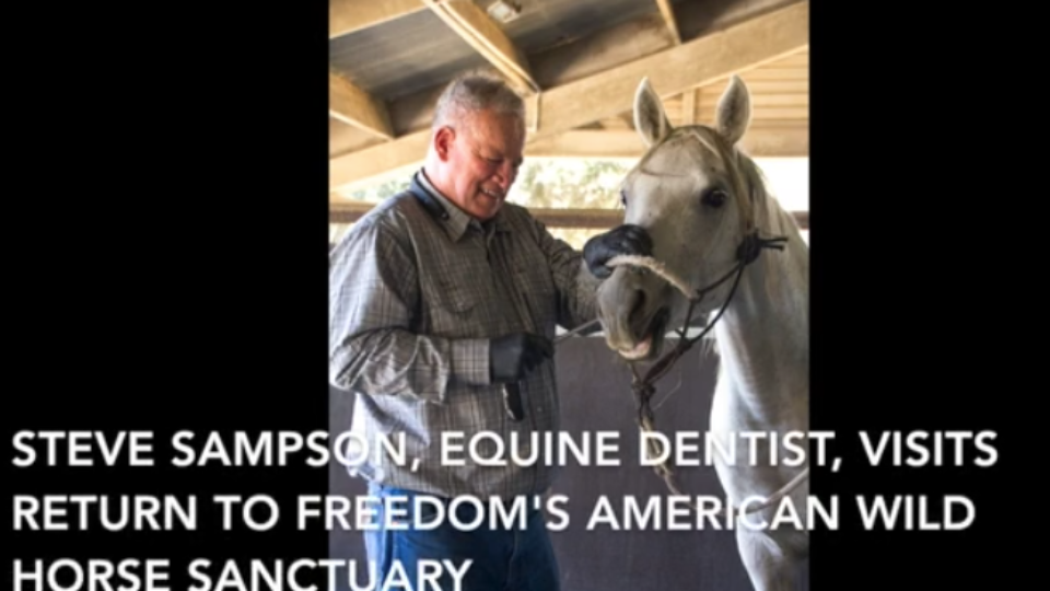 EquineDentistSampson7-31-18cover