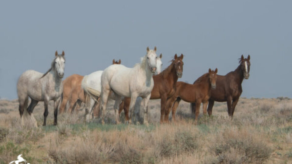 Familyband sand wash – meg f