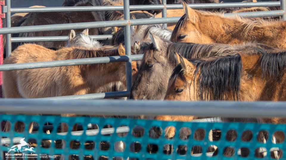 Foals-and-Mares-4592