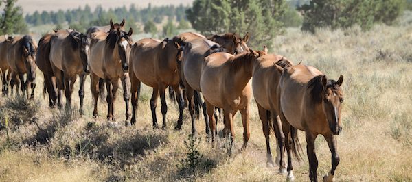 Gila single file line P.IANES. July 2018