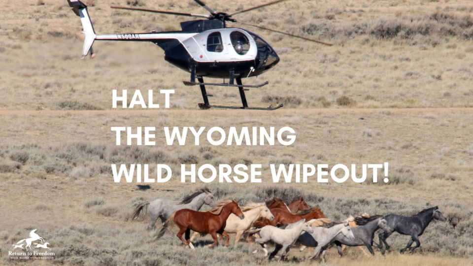 HALT THE WYOMING WILD HORSE WIPEOUT