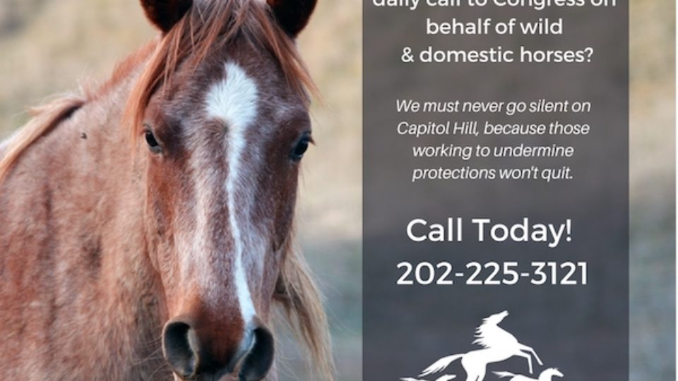 Have you made your daily call to Congress on behalf of wild & domestic #horses? We must never go silent on Capitol Hill, because those working to undermine protections won’t quit. Call Today! 202-225-3121.
