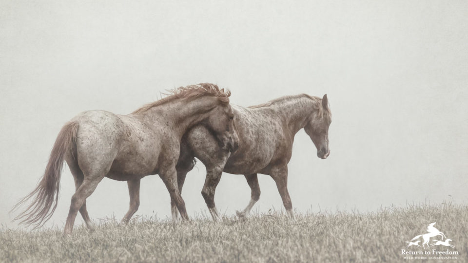 Friends in the Fog
