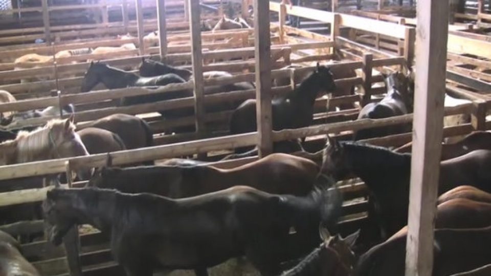 Horse-slaughter-auction