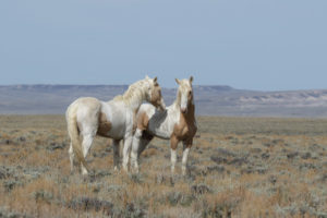 Misun, Red Desert stallion