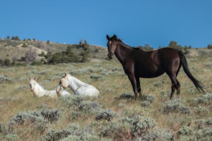 Misun, Red Desert stallion