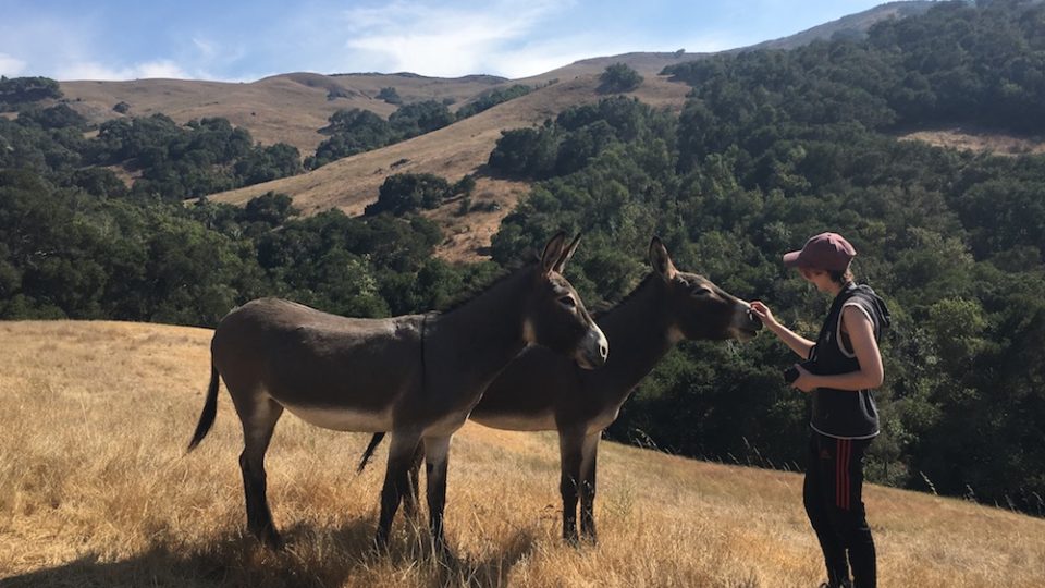 IMG_0363 Cam Cherry SLO