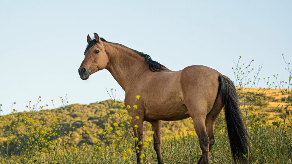 Irene VejarSpirit on the hill – for calendar
