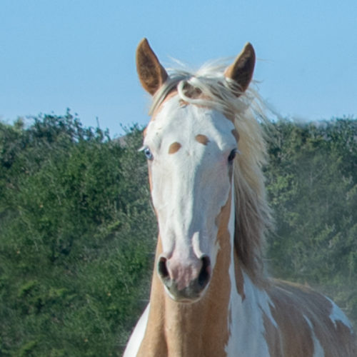 Isabelle, Red Desert filly, Misun’s Band
