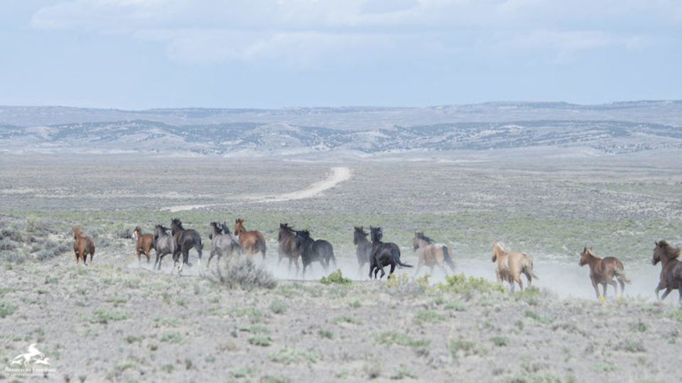 Mares5
